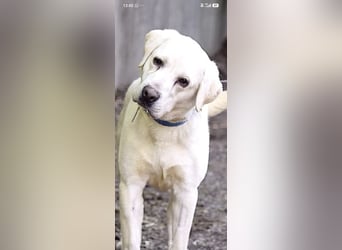 Unser besonderer  Labrador Willy sucht sein Zuhause.