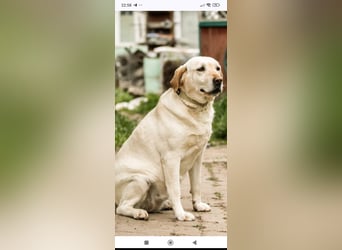 Luna-Labrador Mischling sucht ihr Für -immer -Zuhause ❤️❤️❤️