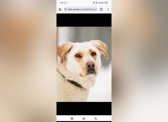 Leona sucht ihr Für -immer -Zuhause ❤️❤️❤️