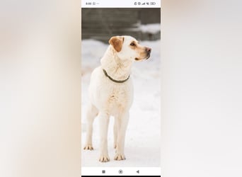 Leona sucht ihr Für -immer -Zuhause ❤️❤️❤️