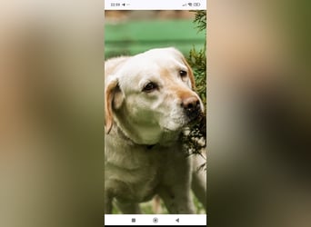 Luna-Labrador Mischling sucht ihr Für -immer -Zuhause ❤️❤️❤️