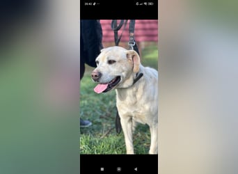 Tim reinrassiger Labrador sucht sein Für -immer -Zuhause ❤️❤️❤️❤️