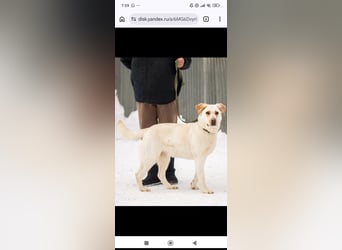 Leona sucht ihr Für -immer -Zuhause ❤️❤️❤️