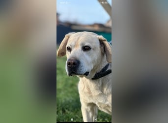 Tim reinrassiger Labrador sucht sein Für -immer -Zuhause ❤️❤️❤️❤️