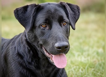 Clyde - großer Schmuser