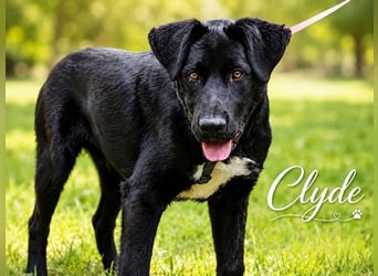 Clyde - großer Schmuser