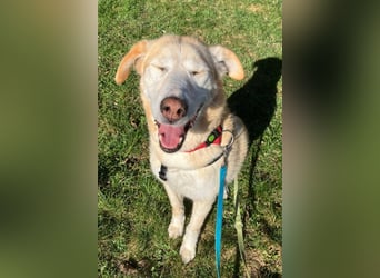 Nala wartet in 09648 Mittweida auf dich!