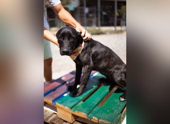 Mika ❤️ so freundliche, aktive + neugierige junge Hündin