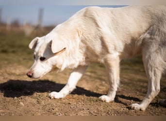 Labi-Mix-Hündin ♥ Malena ♥ Sunshine sucht Für-Immer-Körbchen