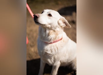 Labi-Mix-Hündin ♥Malena♥ Sunshine sucht Für-Immer-Körbchen