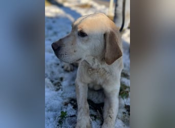 Labbi-Mix ALMIR❤️zauberhafter Hundebub liebt Menschen, Artgenossen und ist katzenverträglich