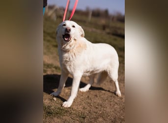 Labi-Mix-Hündin ♥ Malena ♥ Sunshine sucht Für-Immer-Körbchen
