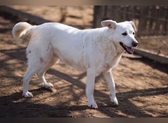 Labi-Mix-Hündin ♥ Malena ♥ Sunshine sucht Für-Immer-Körbchen