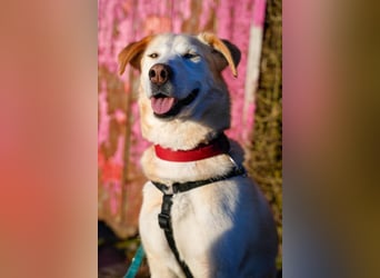 Nala wartet in 09648 Mittweida auf dich!