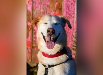 Nala wartet in 09648 Mittweida auf dich!