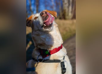 Nala wartet in 09648 Mittweida auf dich!