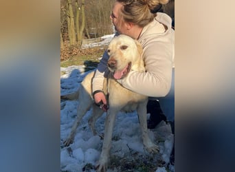 Labbi-Mix ALMIR❤️zauberhafter Hundebub liebt Menschen, Artgenossen und ist katzenverträglich