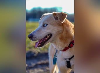 Nala wartet in 09648 Mittweida auf dich!