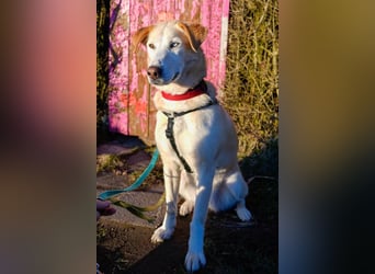 Nala wartet in 09648 Mittweida auf dich!