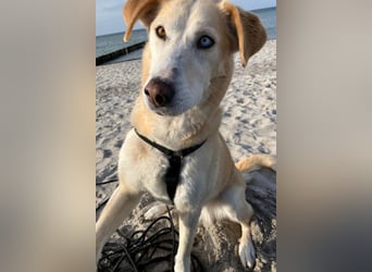 Nala wartet in 09648 Mittweida auf dich!