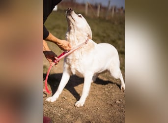 Labi-Mix-Hündin ♥ Malena ♥ Sunshine sucht Für-Immer-Körbchen