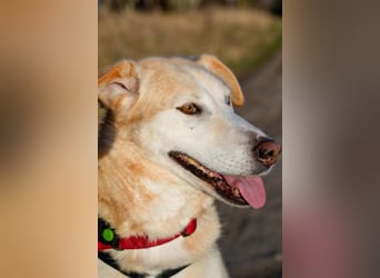 Nala wartet in 09648 Mittweida auf dich!