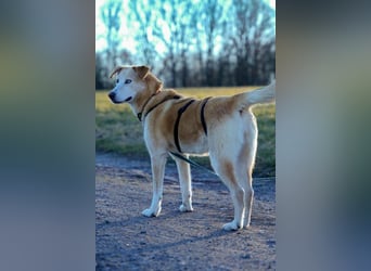 Nala wartet in 09648 Mittweida auf dich!