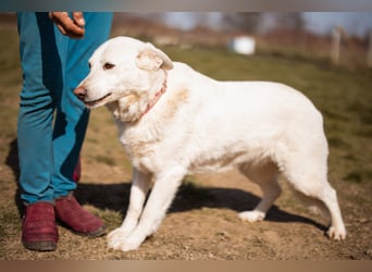 Labi-Mix-Hündin ♥ Malena ♥ Sunshine sucht Für-Immer-Körbchen