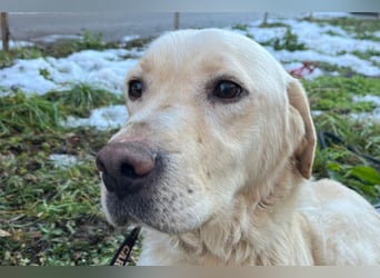 Labbi-Mix ALMIR❤️zauberhafter Hundebub liebt Menschen, Artgenossen und ist katzenverträglich