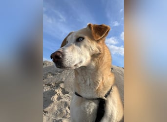 Nala wartet in 09648 Mittweida auf dich!