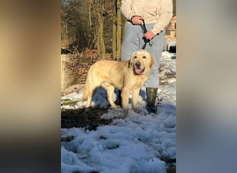 Labbi-Mix ALMIR❤️zauberhafter Hundebub liebt Menschen, Artgenossen und ist katzenverträglich
