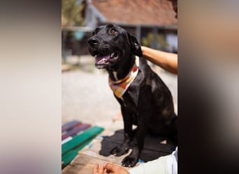 Mika ❤️ so freundliche, aktive + neugierige junge Hündin