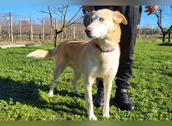 Nala wartet in 09648 Mittweida auf dich!