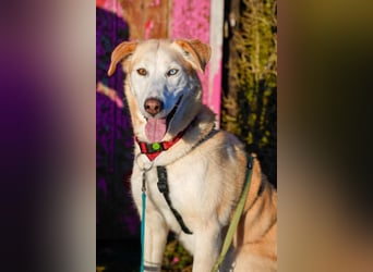 Nala wartet in 09648 Mittweida auf dich!