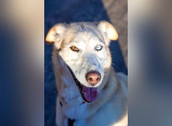 Nala wartet in 09648 Mittweida auf dich!