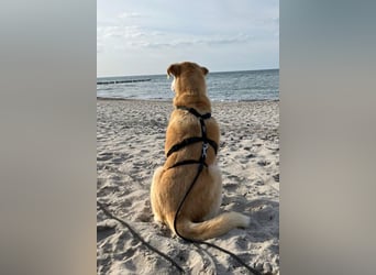 Nala wartet in 09648 Mittweida auf dich!