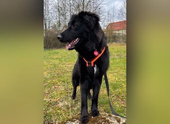 JUNAK❤️sanfter Labrador-Mischling wartet in 37130 Gleichen