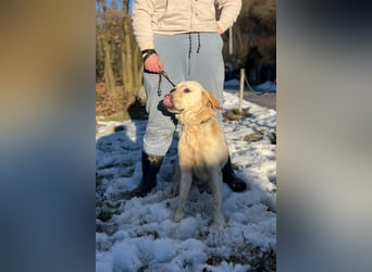 Labbi-Mix ALMIR❤️zauberhafter Hundebub liebt Menschen, Artgenossen und ist katzenverträglich