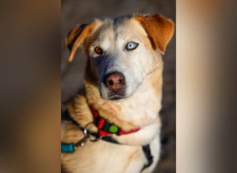 Nala wartet in 09648 Mittweida auf dich!