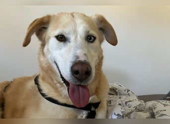 Nala wartet in 09648 Mittweida auf dich!