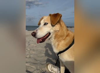 Nala wartet in 09648 Mittweida auf dich!