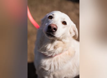 Labi-Mix-Hündin ♥ Malena ♥ Sunshine sucht Für-Immer-Körbchen