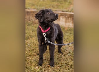 JUNAK❤️sanfter Labrador-Mischling wartet in 37130 Gleichen