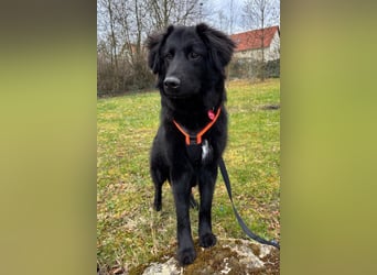 JUNAK❤️sanfter Labrador-Mischling wartet in 37130 Gleichen