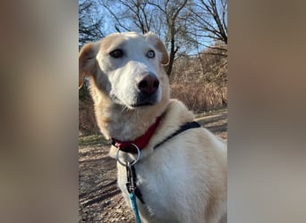 Nala wartet in 09648 Mittweida auf dich!