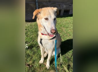 Nala wartet in 09648 Mittweida auf dich!