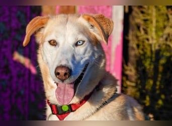 Nala wartet in 09648 Mittweida auf dich!