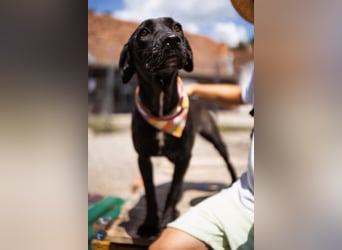Mika ❤️ so freundliche, aktive + neugierige junge Hündin