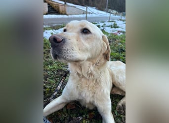 Labbi-Mix ALMIR❤️zauberhafter Hundebub liebt Menschen, Artgenossen und ist katzenverträglich