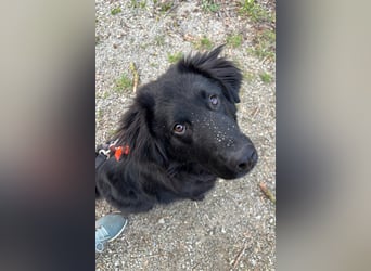 JUNAK❤️sanfter Labrador-Mischling wartet in 37130 Gleichen